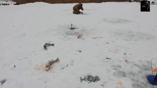 Платная рыбалка по льду, пруд "Чёрные камни" 04.01.20г. Зимняя рыбалка на форель. смотреть онлайн