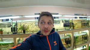 Как подготовить рыбок к нересту