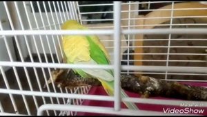 22 фактов о волнистых попугаев