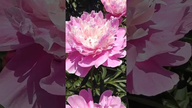 Эксклюзивный сорт розовых пионов.  Exclusive variety of pink peonies.