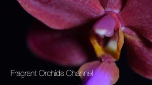 Phalaenopsis Buddha's Treasure.