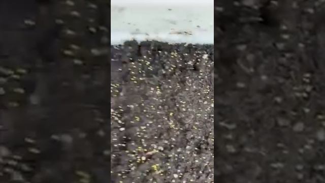 Алиссум ампельный в http://pitomnik-land.ru с длительным цветением от начала мая и до заморозков. смотреть онлайн