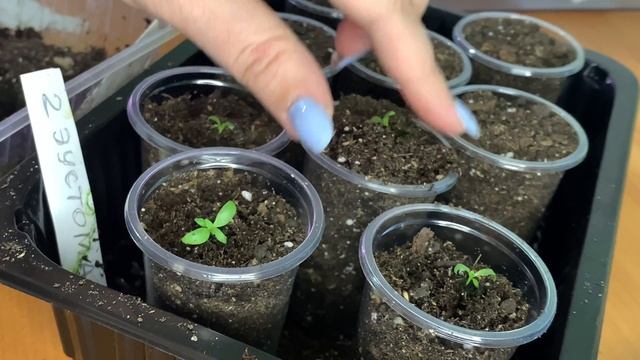 ЭУСТОМА ПИКИРОВКА в грунт, как правильно пересадить, состав и условия смотреть онлайн