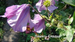 Цельнолистные клематисы. Сорта и немного агротехники