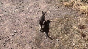 Гуляю по Мегри,Центр,Старинная Церковь,Панорама На Город,Гранатовые Сады #армения #armenia #church