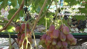 Виноград Розалинда  на участке Пузенко Натальи Лариасовны
