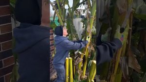 Секрет высоких банановых пальм. Укрытие бананов на зиму в предгорьях Кавказа.