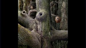 Wird der Planet untergehen? Let's Play Browserspiele #003 Samorost 1