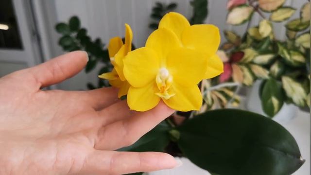 Орхидея Фаленопсис Sogo Chito (Сого Шито), самая жёлтая орхидея в коллекции💛