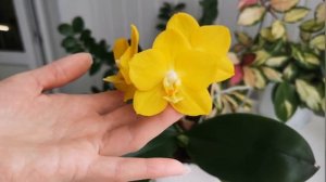 Орхидея Фаленопсис Sogo Chito (Сого Шито), самая жёлтая орхидея в коллекции💛