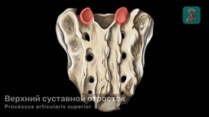 Крестец и копчик
