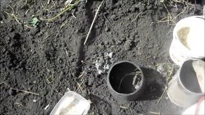 Способ посадки дыни в открытый грунт