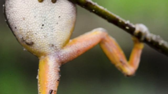 Лягушки которые живут на деревьях. смотреть онлайн