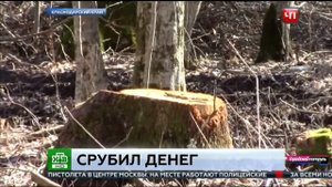За незаконную вырубку деревьев выписали штраф 6 мл. рублей