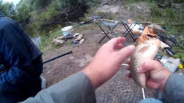 Классный карась на Хороле. Ловля карася.