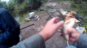 Классный карась на Хороле. Ловля карася.