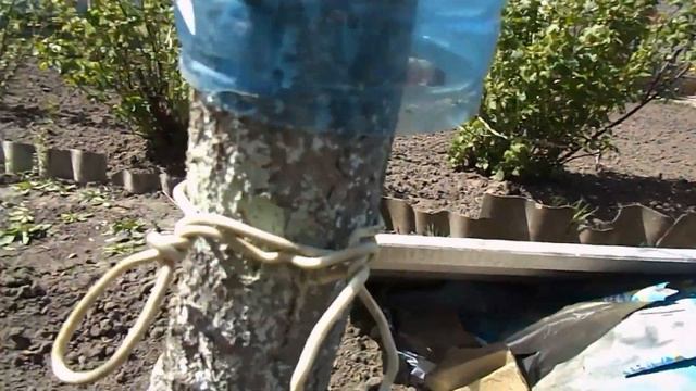 Эта ловушка поможет избавиться от тли и муравьёв. Проверено, реально работает. Сад своими руками. смотреть онлайн