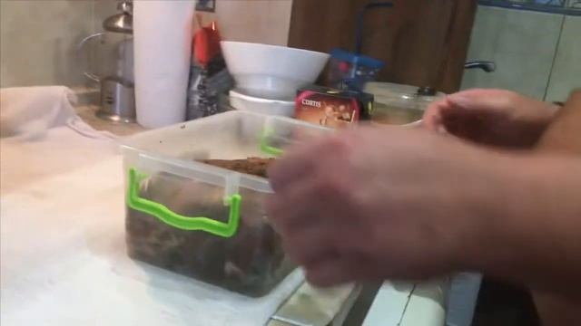Полендвица