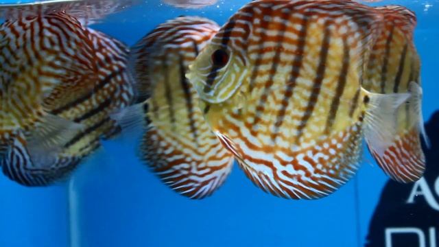Heckel Cross Turquoise | Wild Indian Bred Discus | Aqua Discus India | Premium Quality Discus смотреть онлайн
