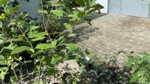 Где покупать плодовые деревья в Краснодаре? Заехал в Садовый Центр на 40-летия Победы обзор