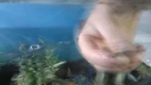 Скребок стеклоочиститель для аквариума за сущие копейки из лезвия для бритья.