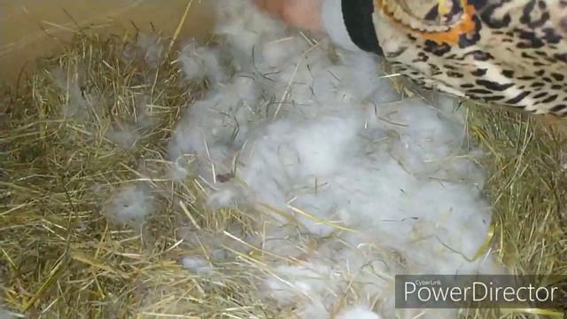 Кролики. Крольчата. Уборка и утепление маточника.