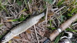 Лучший воблер по пассивной щуке Jackall Tiny magallon