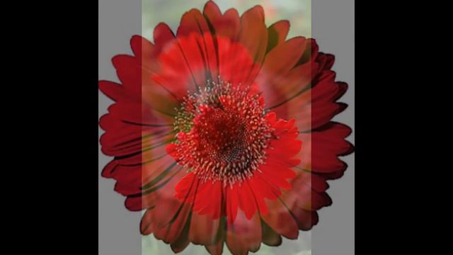 red gerbera flower смотреть онлайн