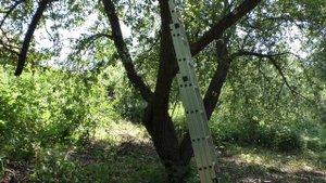 Летняя санитарная обрезка запущенных яблонь.