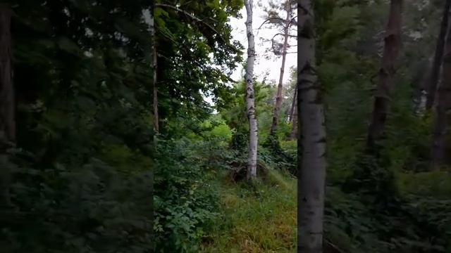 Утренний лес . Сбор грибов.... смотреть онлайн