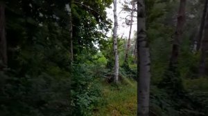 Утренний лес . Сбор грибов....