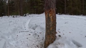 ЧТО ПРОИЗОШЛО С ЗЕМЛЯНКОЙ ПОСЛЕ ЗИМЫ? УЛУЧШИЛ ДОМ под ЗЕМЛЕЙ Выживание в лесу по-новому!