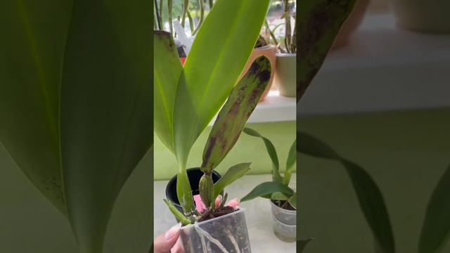 Cattleya Rex смотреть онлайн