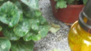 Варшава, могила Анны Герман. 19.09.2013.