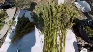 На Ставрополье отец и его сыновья содержали плантацию конопли