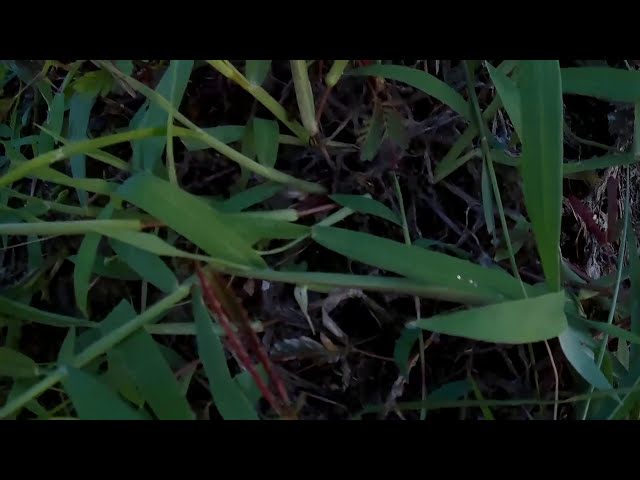 Живая подвижная трава Таиланда с рецепторами смотреть онлайн