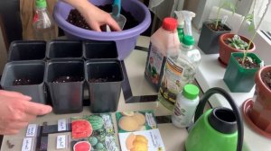 Пора сеять арбузы и дыни на рассаду.