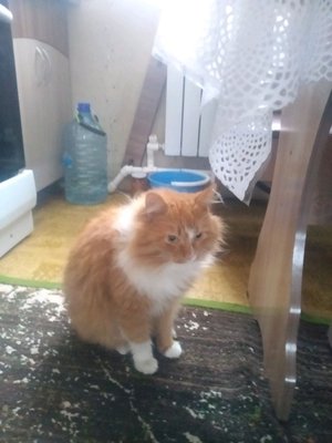 трансляция