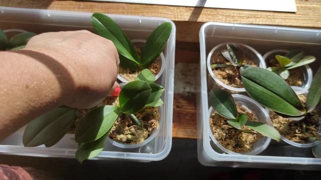 21.07.21.ОРХИДЕИ на даче смотреть онлайн