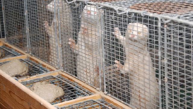 Разведение Норки в домашних условиях как бизнес идея смотреть онлайн