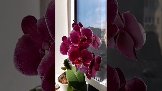 Орхидея Монпелье💖💖💖 Montpellier Orchid