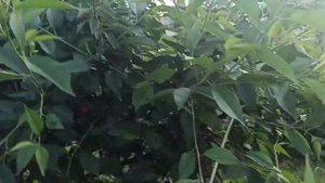 Сладкий сорт вишни Десертная Морозовой.