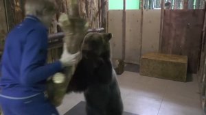 Домашние питомцы, медведи, собаки.