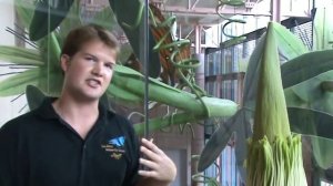 See the Corpse Flower at HMNS! [Amorphophallus titanum]