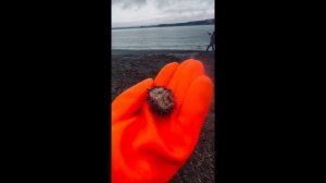 Камчатка «дары моря» май 24 11-05-2024