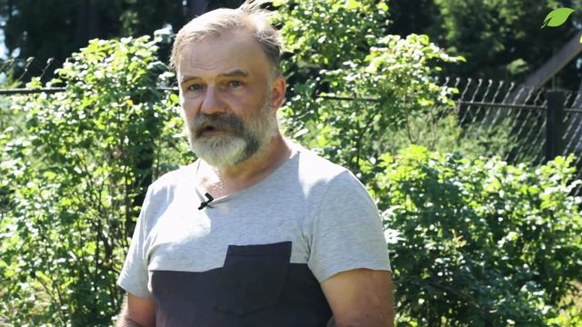 Лилейники - каждый день новые цветы
