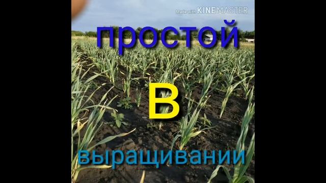 Лук чеснок Рокамболь в возрождении российского общества ВМЕСТЕ