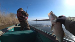 Ловим жереха на Нижней Волге воблерами, в заброс и троллингом