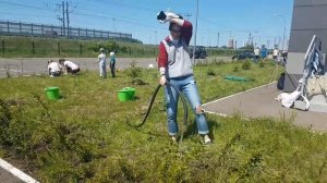 Посадка ёлок на территории офиса в Усадах