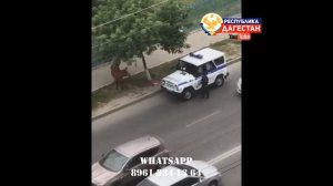 В Махачкале полицейские стреляют и наезжают в корову